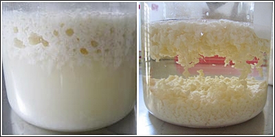 酒精醱酵開始的前半段飯粒浮在液面上（左）， 酒精醱酵後期飯粒下沉，液面澄清化，表示酒精醱酵即將完成（右）