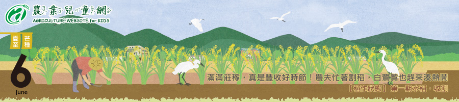 六月份 芒種 滿滿莊稼，真是豐收好時節！農夫忙著割稻，白鷺鷥也趕來湊熱鬧