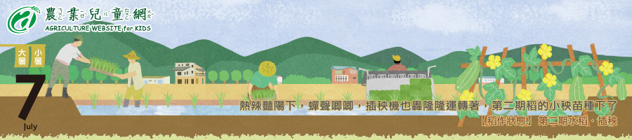 七月份 大暑 熱辣豔陽下,蟬聲唧唧,插秧機也轟隆隆運轉著,第二期稻的小秧苗種下了