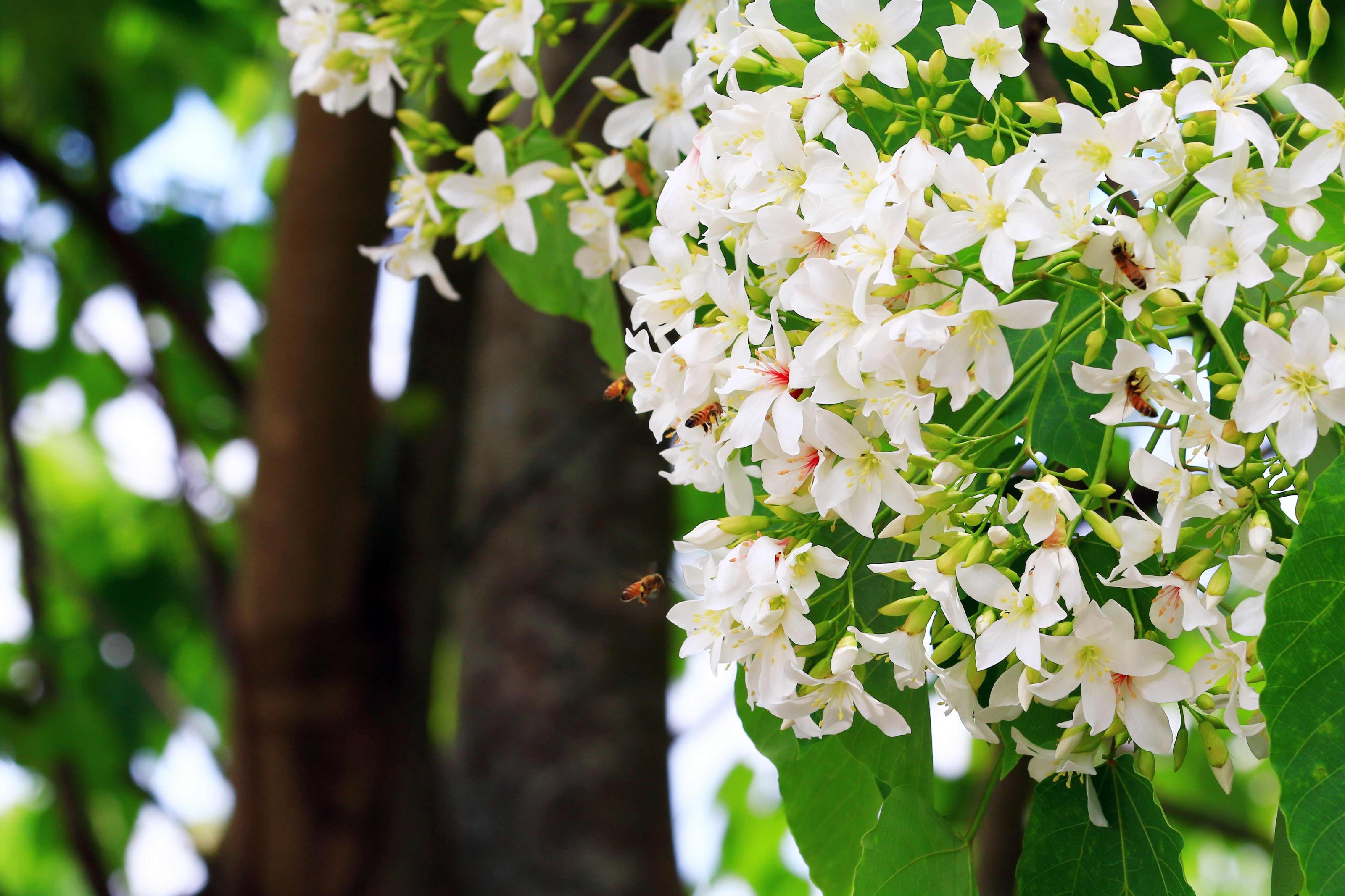 樹上的油桐花