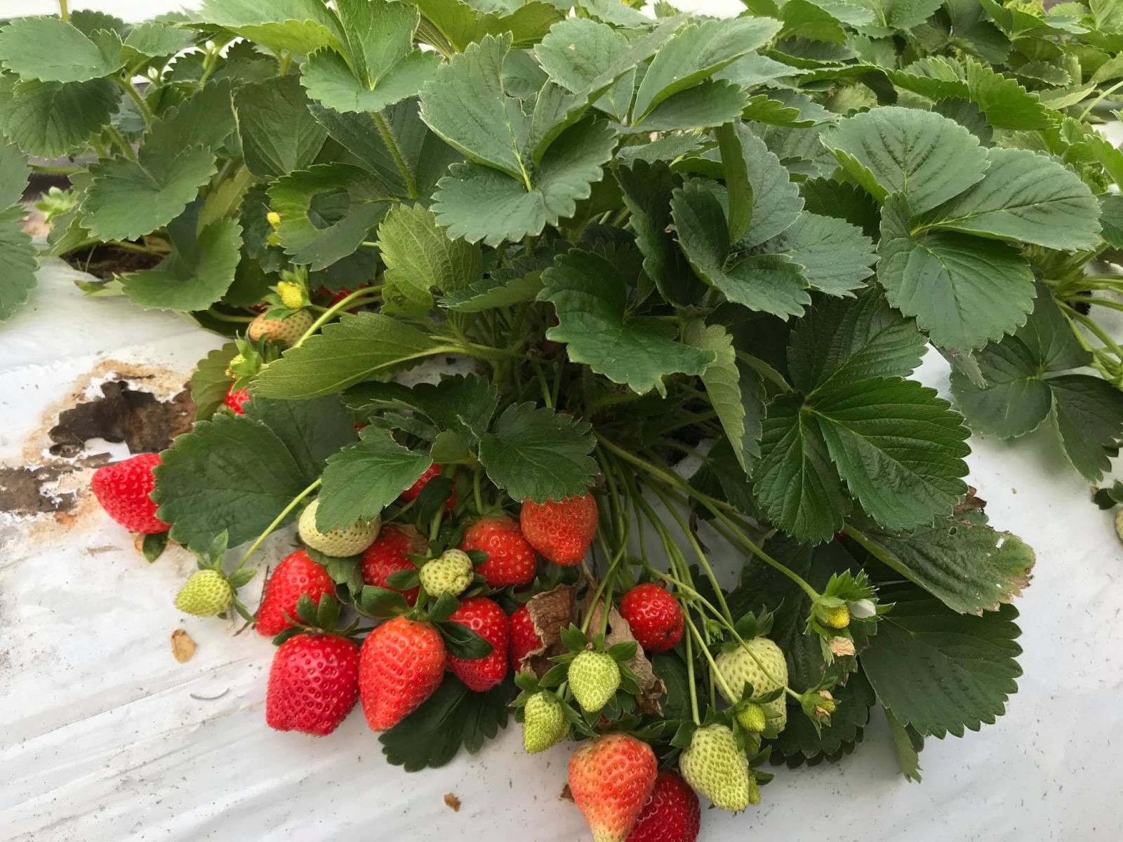 草莓是嬌貴的水果，但謝叔叔堅持用有無毒友善的方式，重出大有好看的草莓，讓吃得人都能安心健康！
