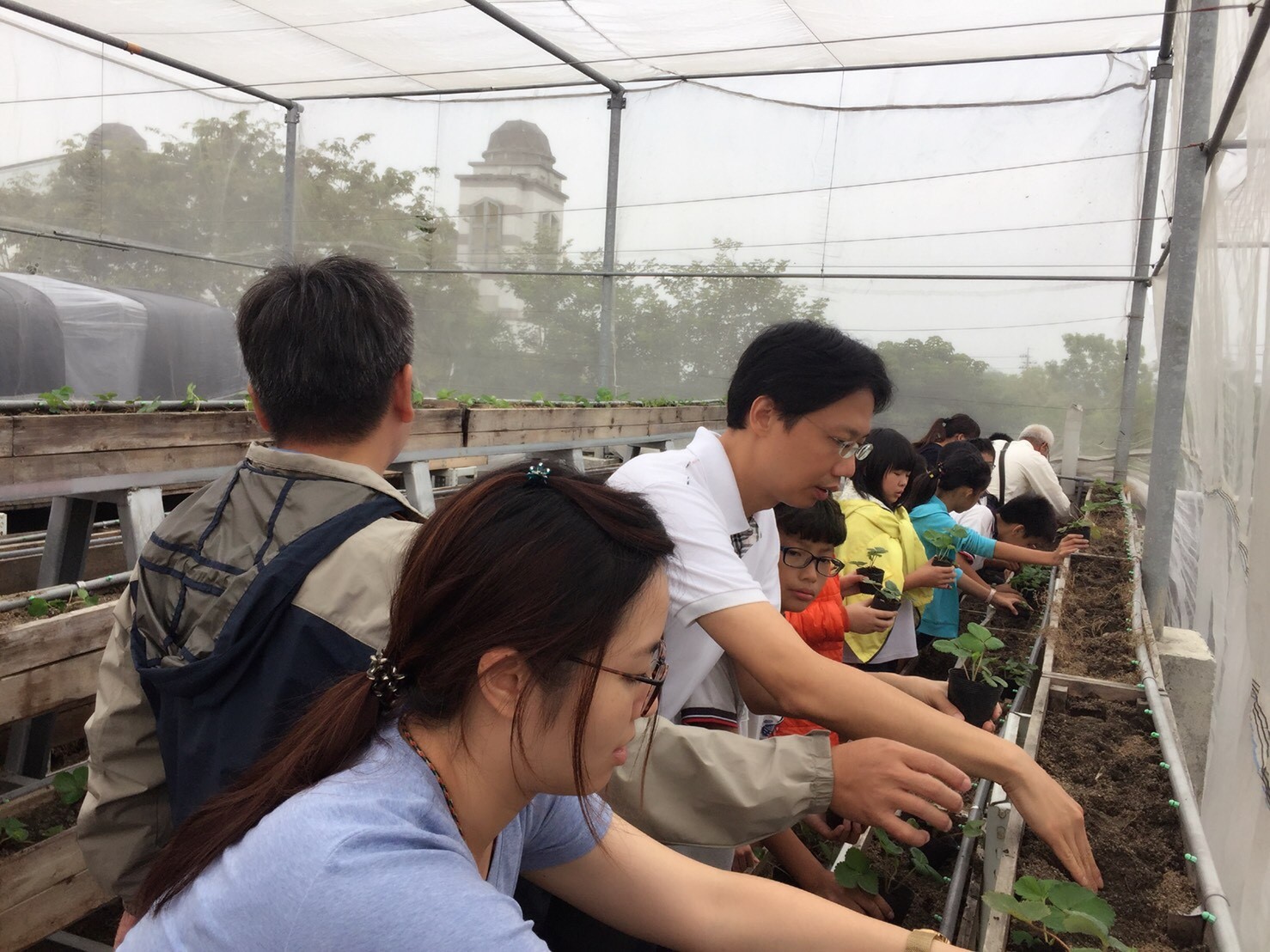 師生協同合作，種植有機無毒草莓。