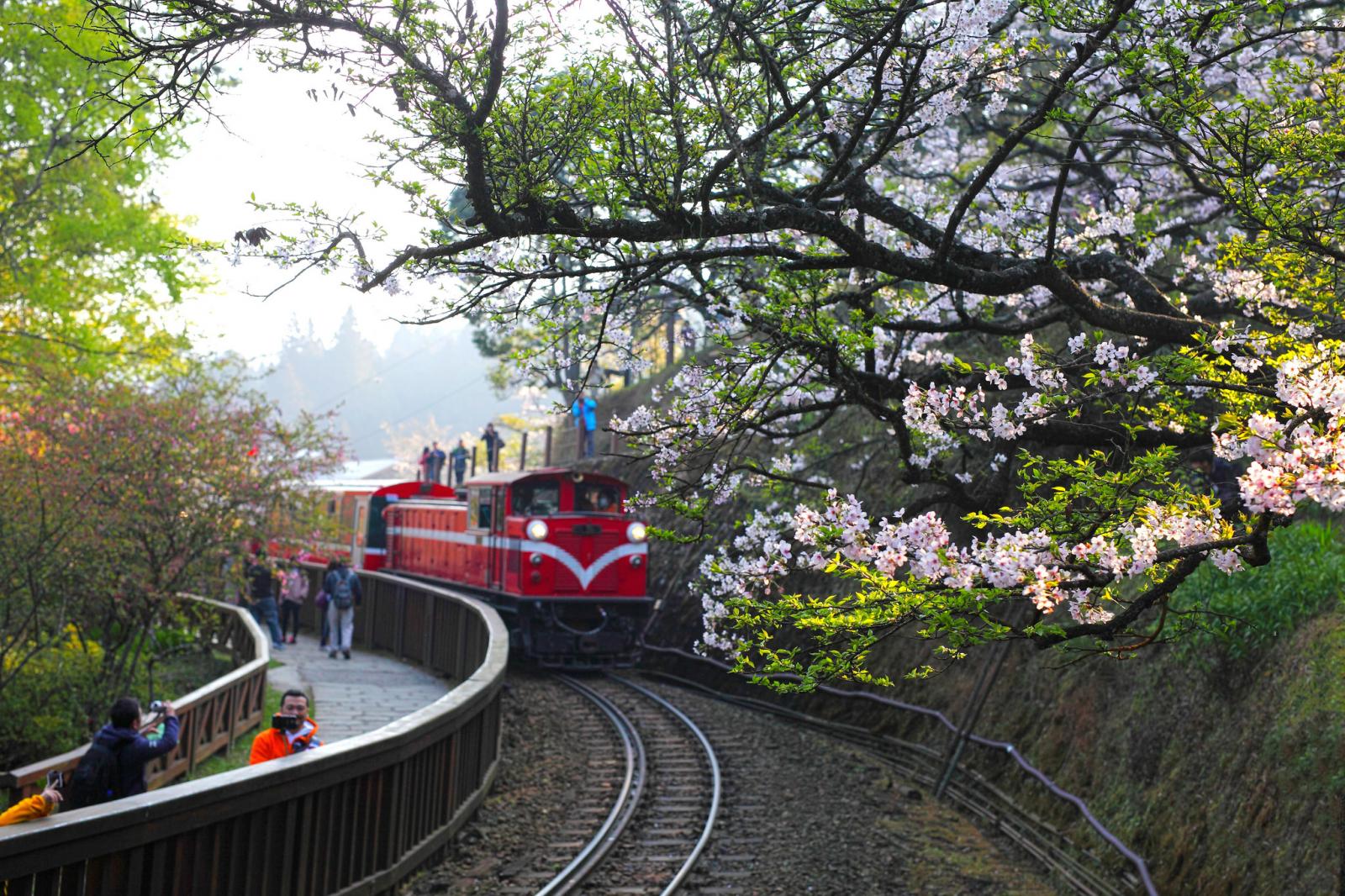 阿里山花季由櫻花拉開序幕，3月到4月很適合到阿里山賞櫻花。（Photo / Jerry Lai）