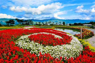 花東花海不僅有大片花田，還有繽紛多彩花兒組成的大地畫布