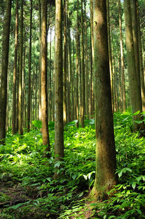 大手牽小手植樹添綠意