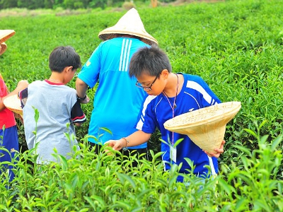 暑假小茶農