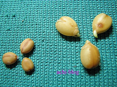 部分種子會膨脹為約原來的1.5倍，較尖端的部分會裂開露出芽點