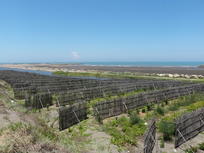 100年桃園縣觀音鄉的海岸造林