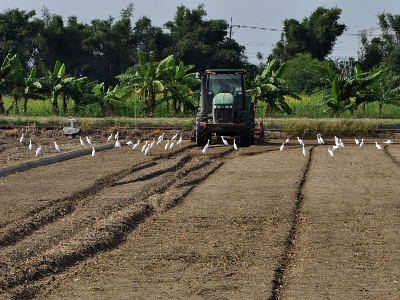 蘇大哥運用一塊田一期種稻、收成後改種大豆等雜糧的「水旱田輪作法」，增加地力、防治蟲害，提高土地與作物的安全性，大批鳥兒前來等候覓食的畫面就是最好證明