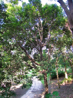 青剛櫟樹