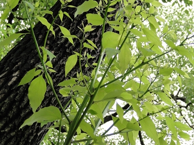 樟樹有特別的味道,蚊子非常討厭 樟樹有特別的味道,蚊子非常討厭