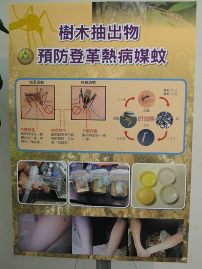 樟樹有特別的味道,蚊子非常討厭 預防登革熱病媒蚊圖