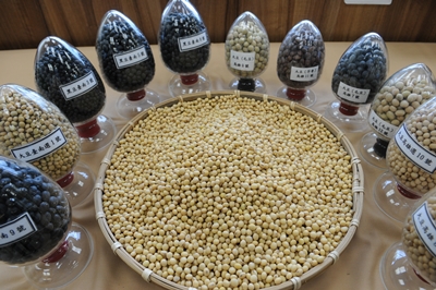 各種豆子