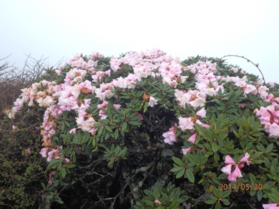 合歡山主峰的玉山杜鵑 合歡山主峰的玉山杜鵑