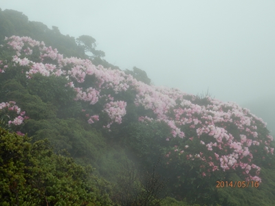 杜鵑花海 杜鵑花海