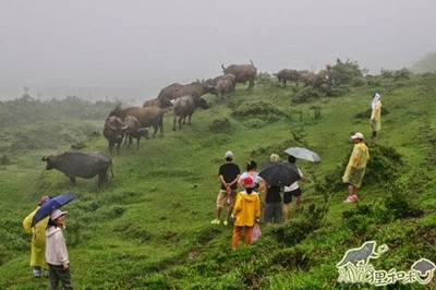 神隱的牛群從雨霧矇矓中緩步出現