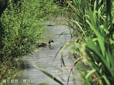 用生物防治的方式,在水田中放養鴨子和魚群吃福壽螺、清除雜草 用生物防治的方式,在水田中放養鴨子和魚群吃福壽螺、清除雜草
