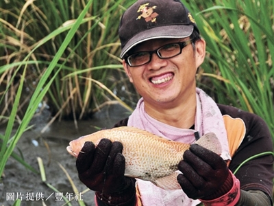 顏色討喜的紅尼羅魚,是水田中的新亮點 顏色討喜的紅尼羅魚,是水田中的新亮點