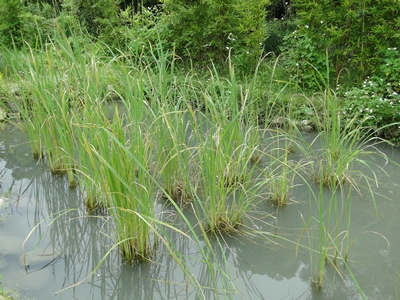 近年來很多地區開始運用「魚菜共生」的方式種植茭白筍,吳郭魚可以幫忙吃福壽螺,糞便可作為茭白筍的肥料,茭白筍也因此可以不需用藥 近年來很多地區開始運用「魚菜共生」的方式種植茭白筍,吳郭魚可以幫忙吃福壽螺,糞便可作為茭白筍的肥料,茭白筍也因此可以不需用藥