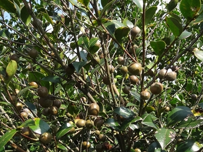 孕育近一年的油茶果實在9月份已接近成熟