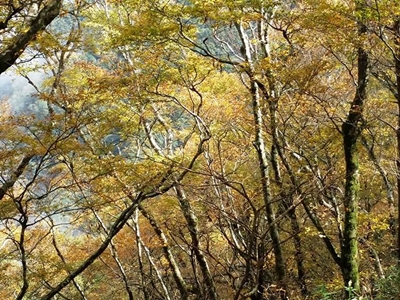 黃金秘境—臺灣山毛櫸步道