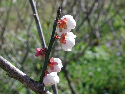 「純香」在初開花時為淡粉紅色的花瓣