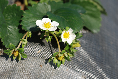 可愛的草莓花謝後，才會長出草苺喔