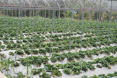 Mita下田之後，原本到處紅通通的草莓園，只剩稀稀落落的幾顆