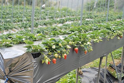 旁邊是高架的草莓田，不用蹲著採收，很輕鬆，也適合膝蓋不好的長輩喔