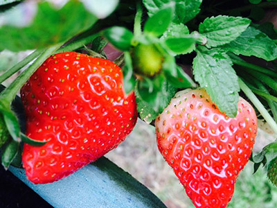 大顆不代表一定甜喔，白色部份越少越好，整顆均勻紅通通才好吃喔