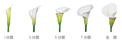 採花時若在四月中前以3~5分開為宜，四月中以後則以5分開為宜