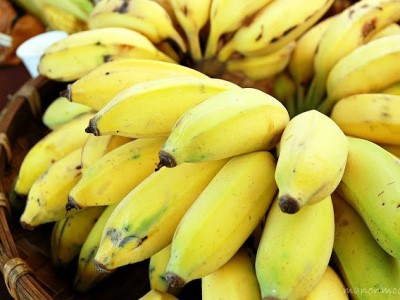 臺灣幾乎一年四季都產香蕉。