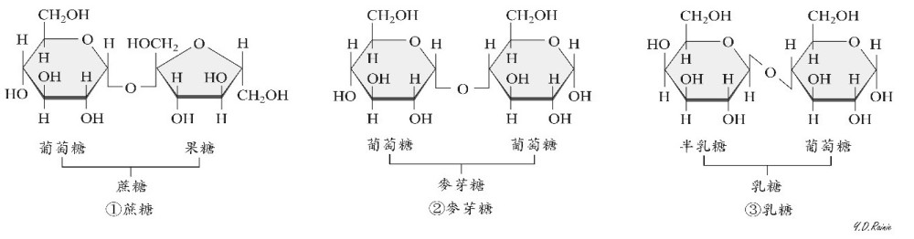 雙醣