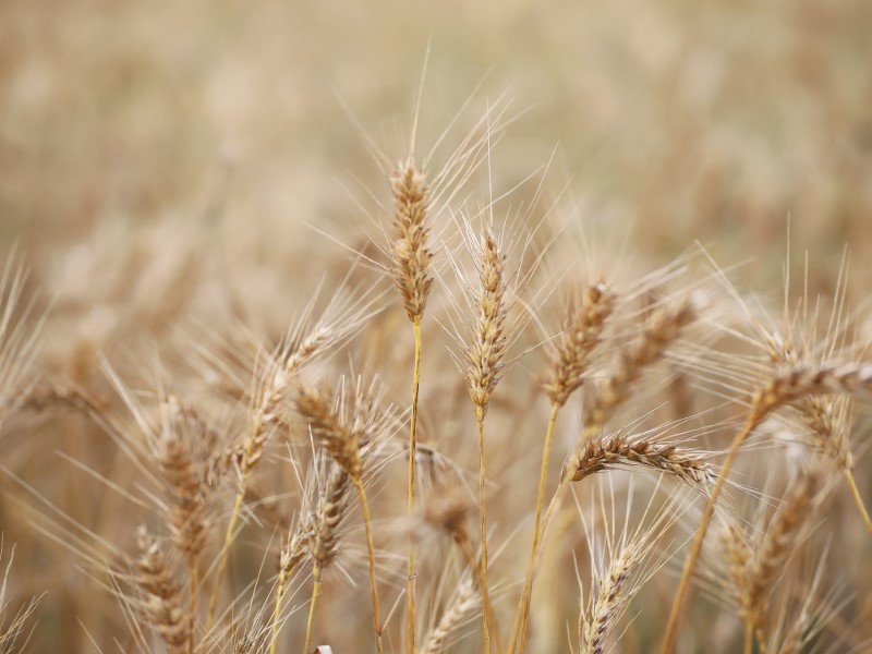 小麥是麵粉主要材料（photo / nmqseps_Pixabay）
