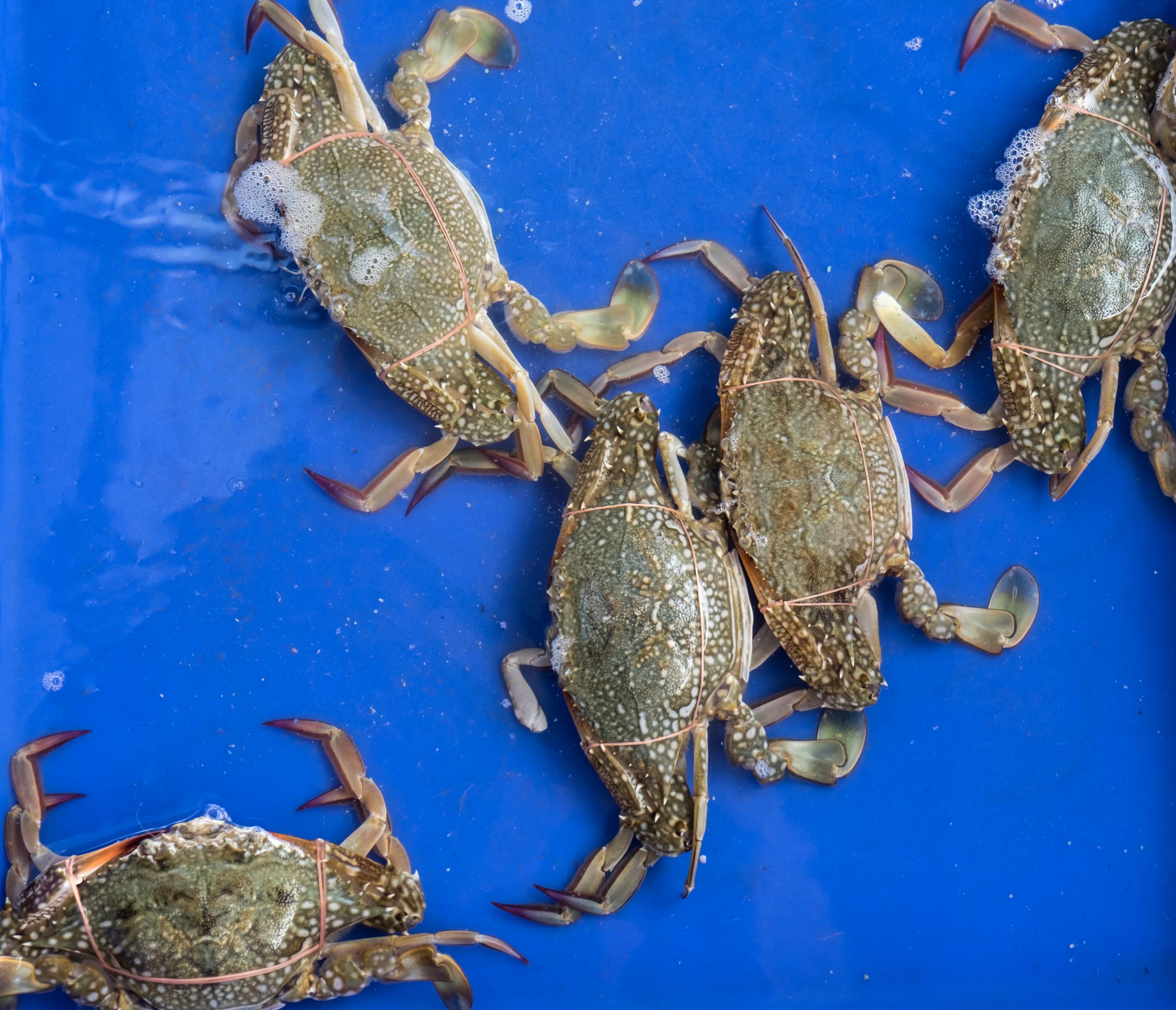 螃蟹放在盒子裡