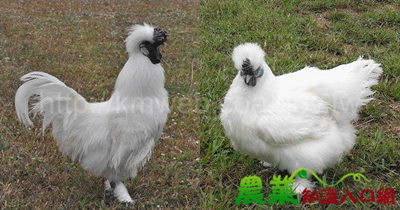成年的烏骨雞有白色羽毛，但骨頭和身體可都是黑色的唷！（圖：農業知識入口網）