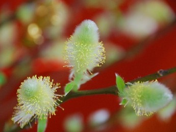 開花後的銀柳就像是貓咪尾巴一樣。