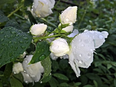 細心照顧下，茉莉花開得非常漂亮 (photo / monika1607)
