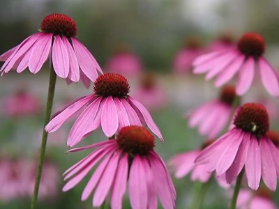 紫錐花具有保健功能，也能當作誘蝶植物。