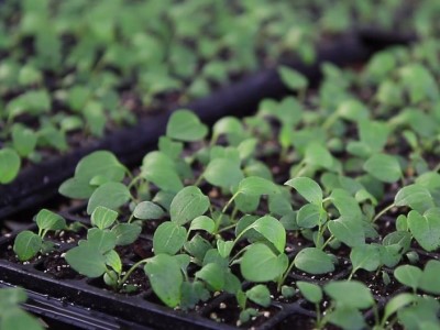 紫錐花幼苗利用穴盤容器培育。