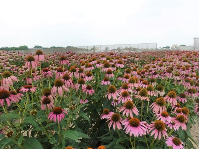 整片的粉色紫錐花海相當美觀。