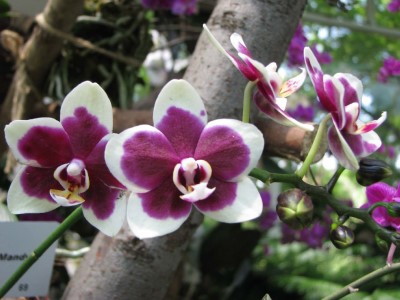 蝴蝶蘭有著類似蝴蝶的外型，因而得名。(photo / 蘭花主題館)