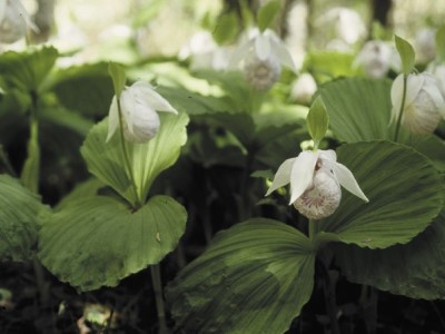 喜普鞋蘭是臺灣特有種蘭花。