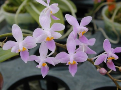 姬蝴蝶蘭的花粉嫩又嬌小，相當可愛。(photo / 蘭花主題館)