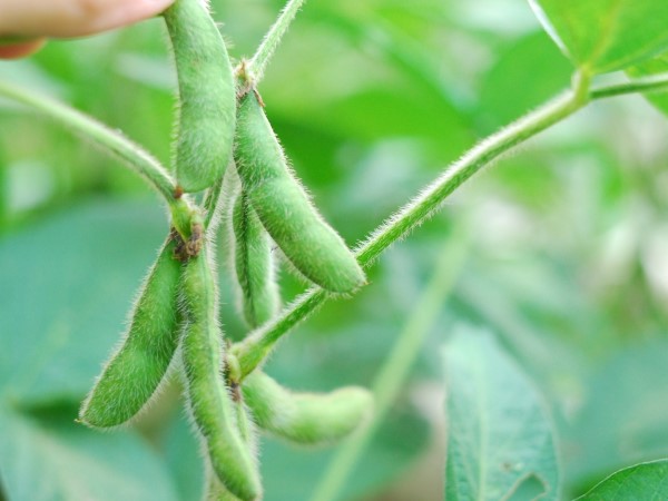 毛豆因外表有絨毛,所以稱為毛豆 毛豆因外表有絨毛,所以稱為毛豆