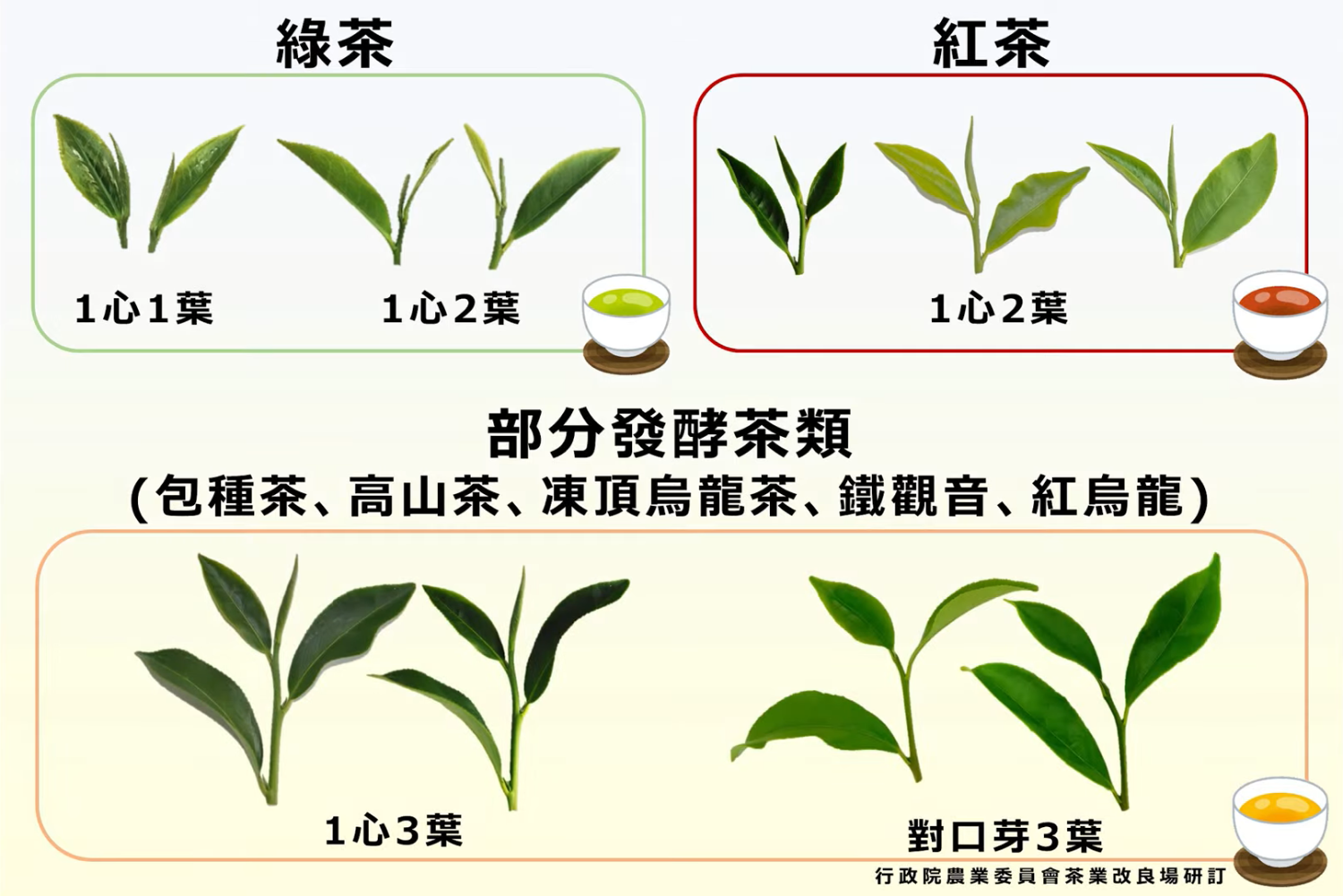 不同茶種，採茶標準不同。