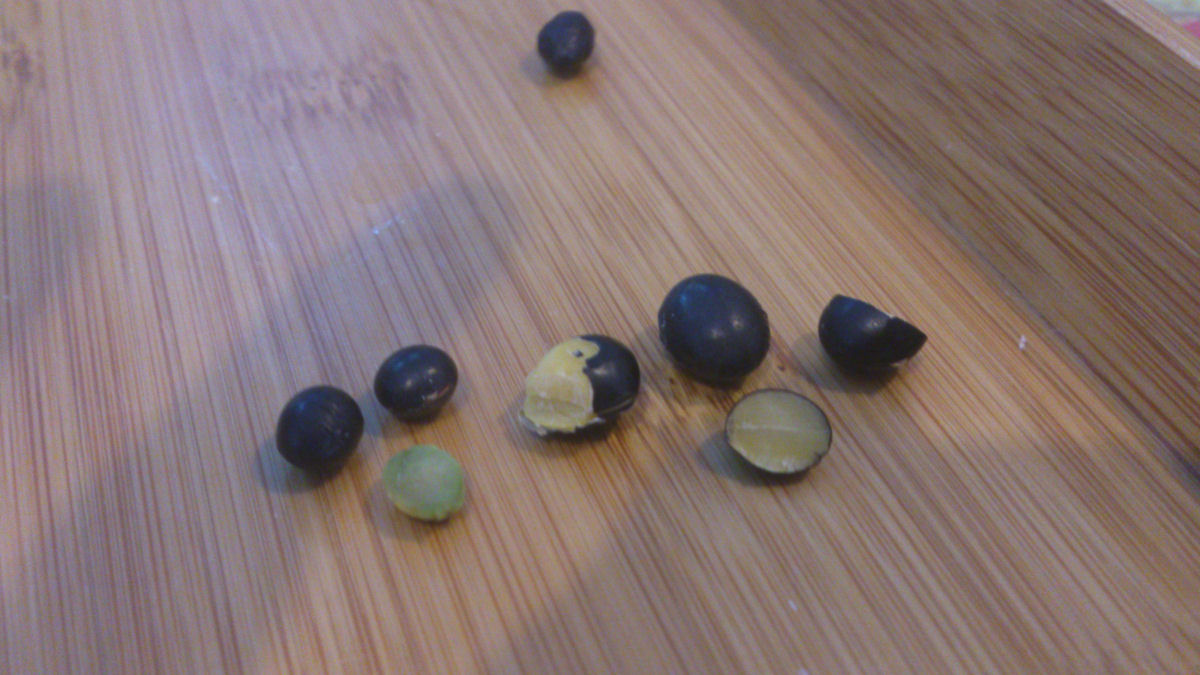 ▲左邊是青仁黑豆，右邊是黃仁黑豆