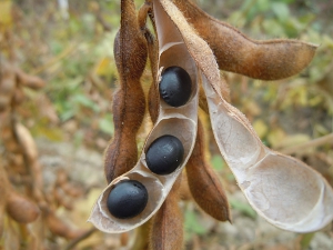 黑豆在豆莢裡的樣子（照片來源：臺灣農業故事館）