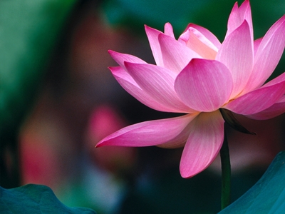 清新脫俗的蓮花也很受古人的愛戴（圖片來源：白河蓮花季）