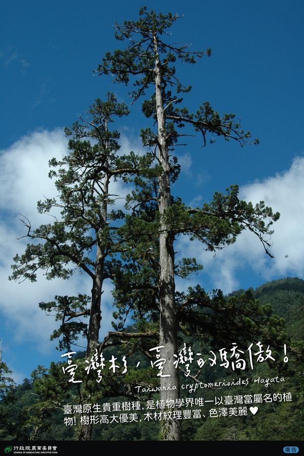 臺灣杉(照片來源：農業E報)